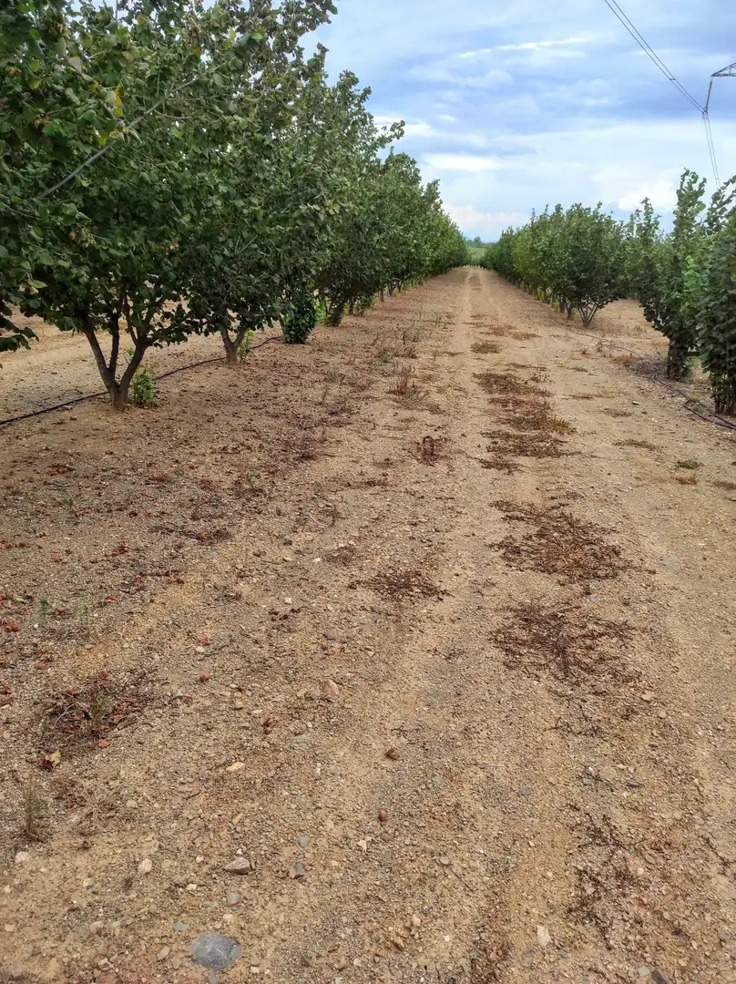 Land for sale in Castellvell del Camp