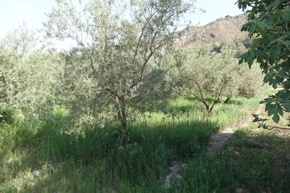Finca rústica en venta en Órgiva