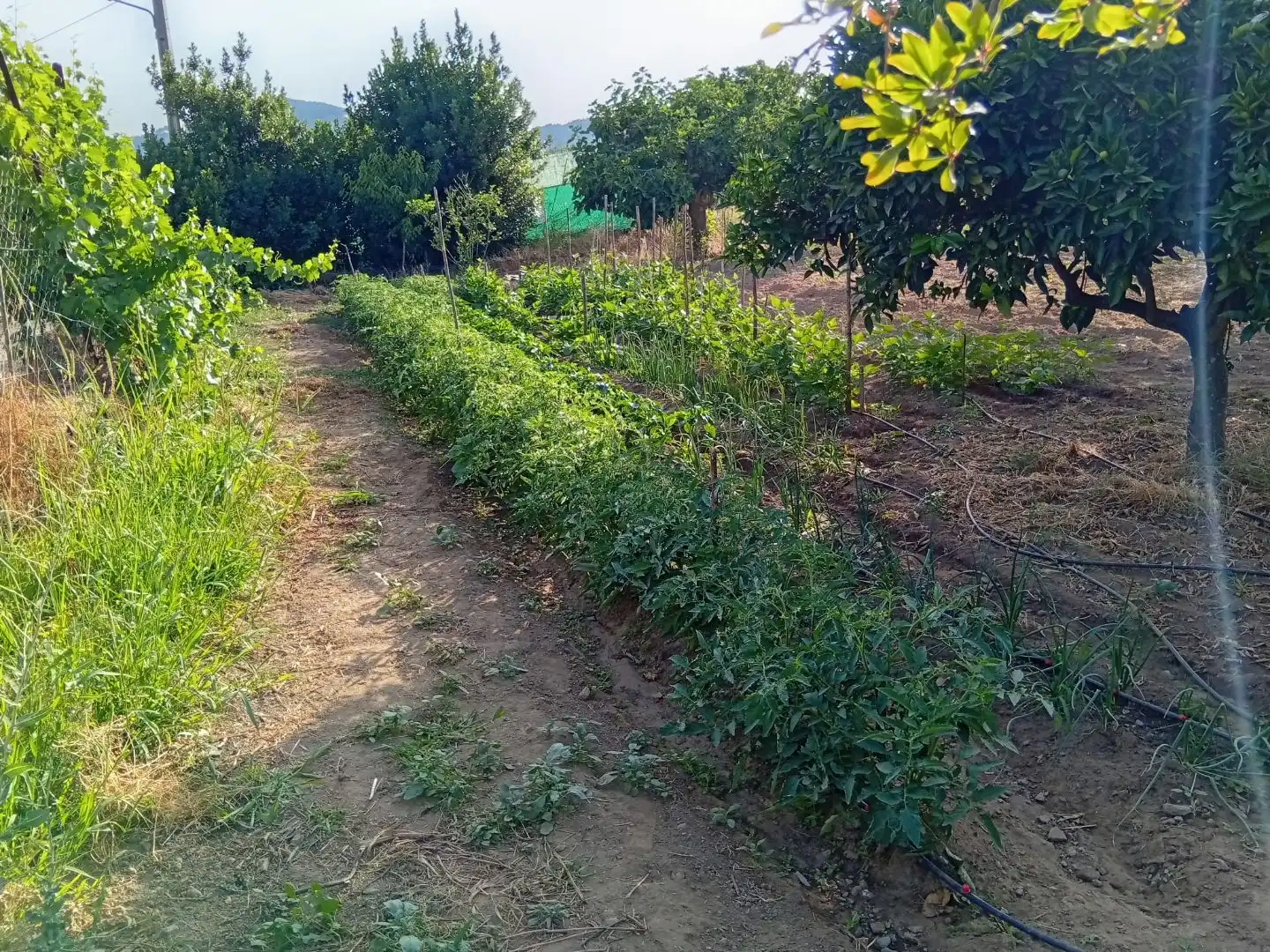 Land for sale in Villanueva de la Sierra
