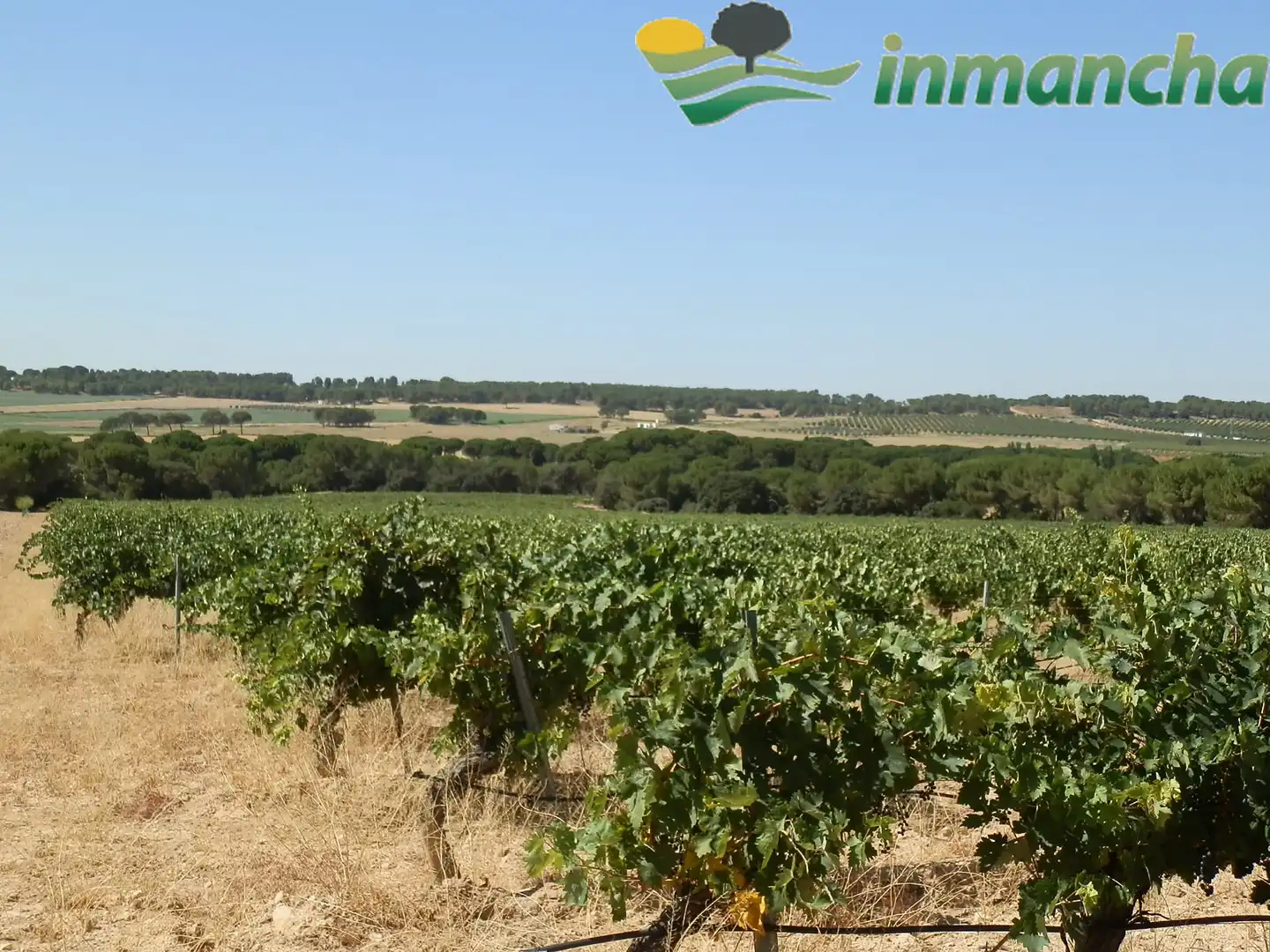 Rural land for sale in La Roda, imagen 19