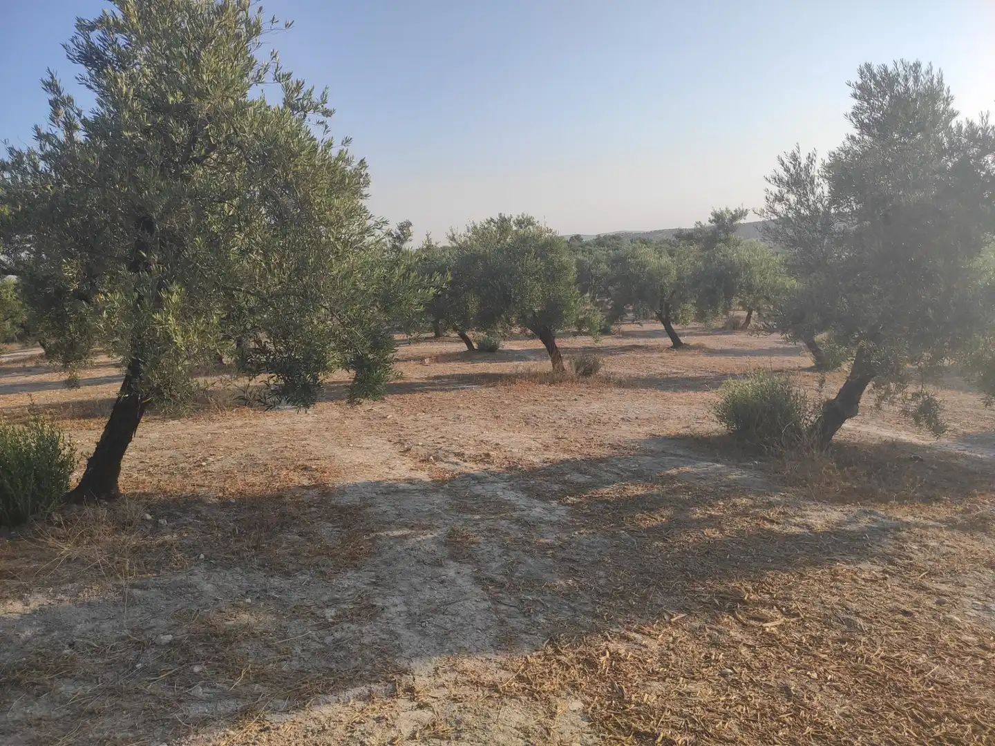 Terrain rustique à vendre à CIUDAD DE BAENA 68
