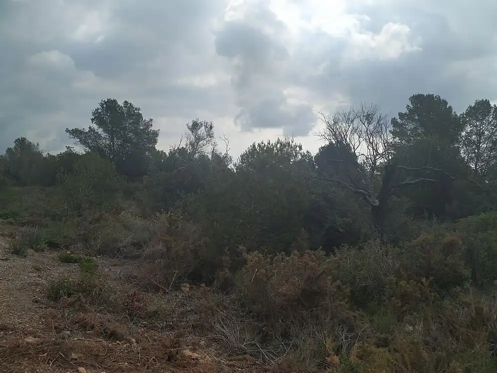 Land for sale in Alcanar