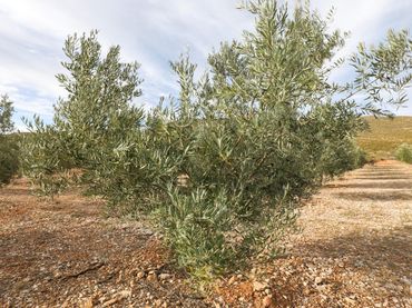 Terreno rustico in vendita a Calle Polígono 1 CIJANCOS. VILLAMENA