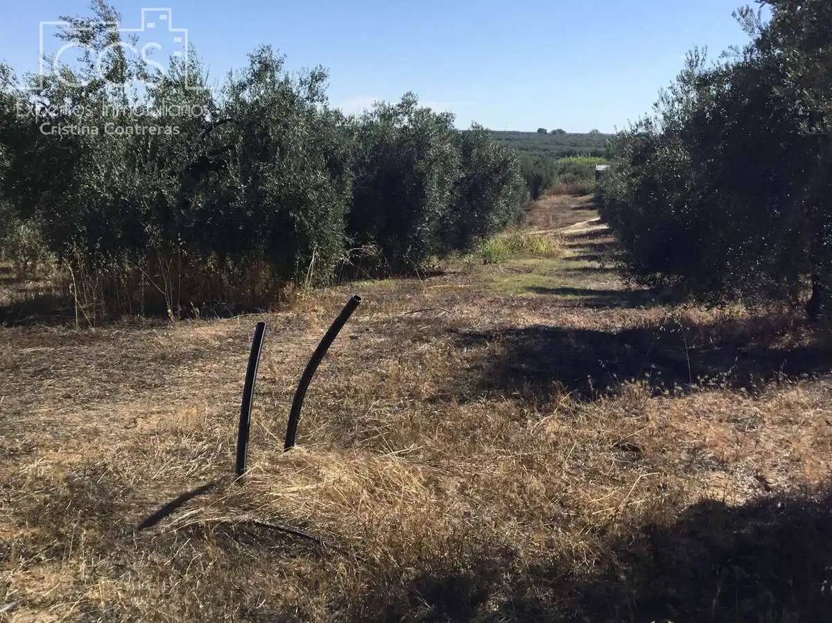Terreni e lotti in vendita a Almonte ciudad, imagen 6