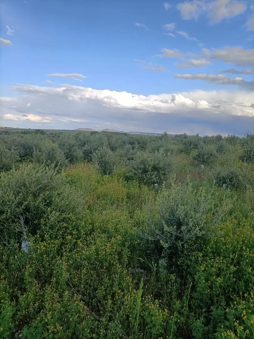 Terreni e lotti in vendita a Villaminaya, imagen 14