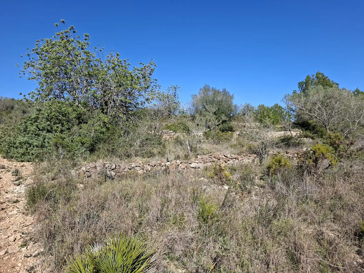 Terreny rústic en venda a Ulldecona, imagen 17