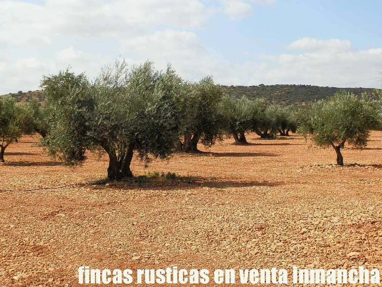 Terreno rústico en venta en Moral de Calatrava, imagen 22