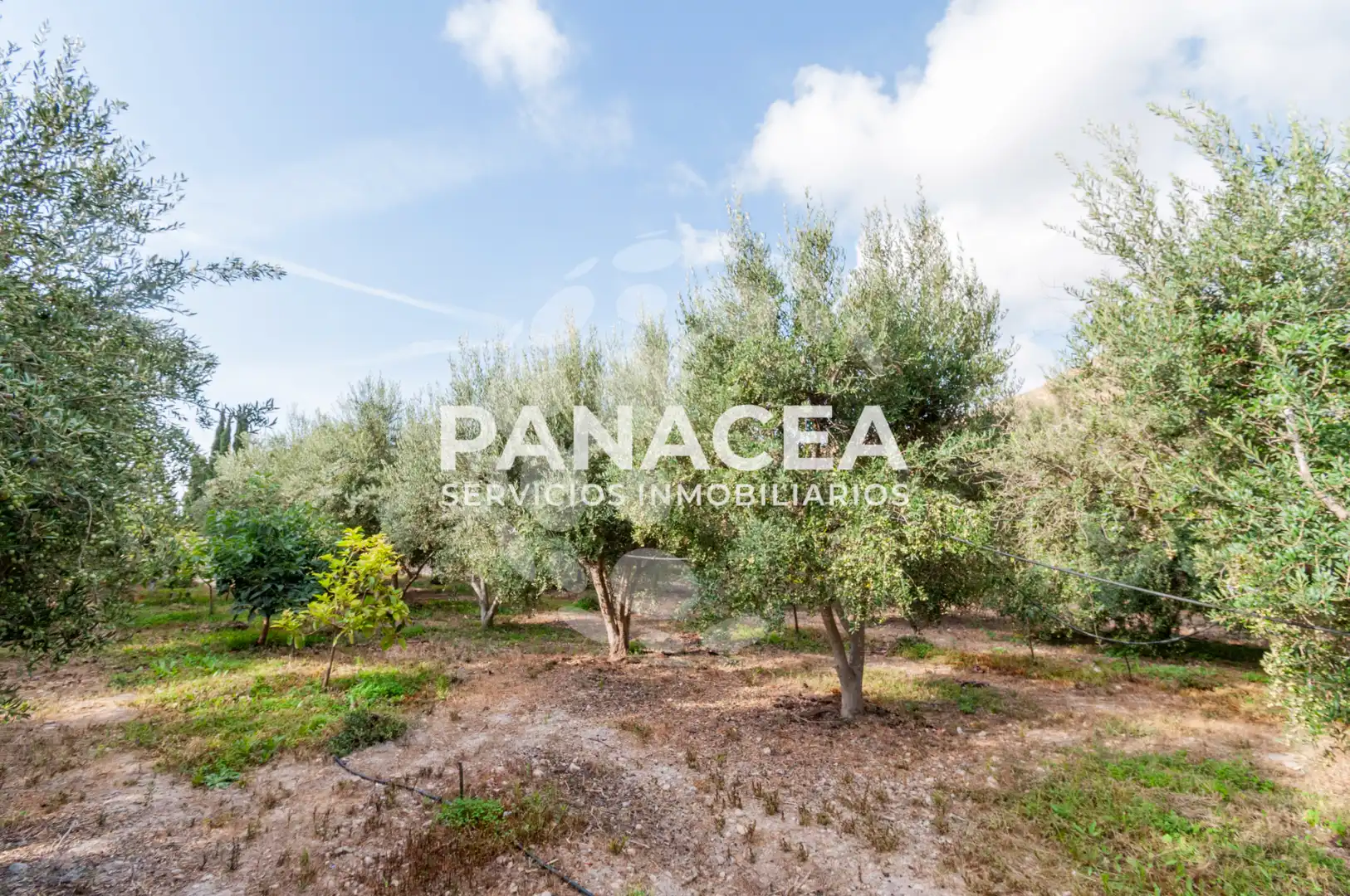 Finca rústica en venta en Vícar Pueblo