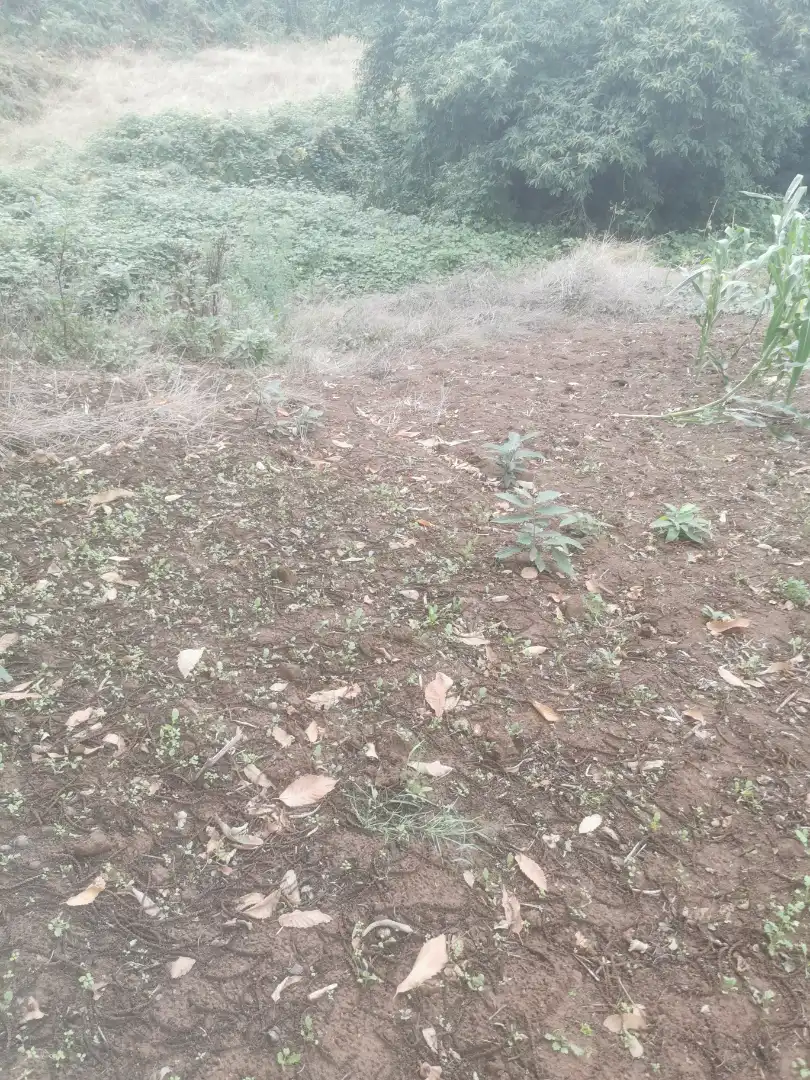 Terreno rustico in vendita a Camino Lomo Alto 8, imagen 2