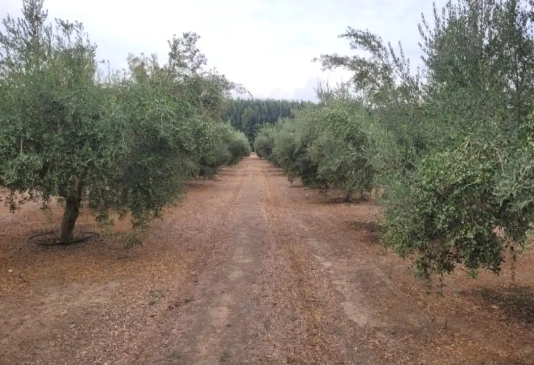Terreno rustico in vendita a CV-923 1
