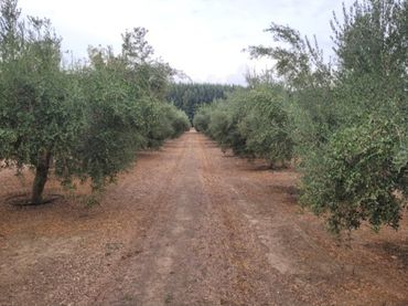 Terreno rustico in vendita a CV-923 1