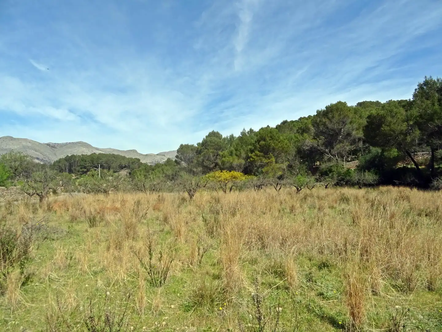 Parcela rustica en Murla, imagen 4