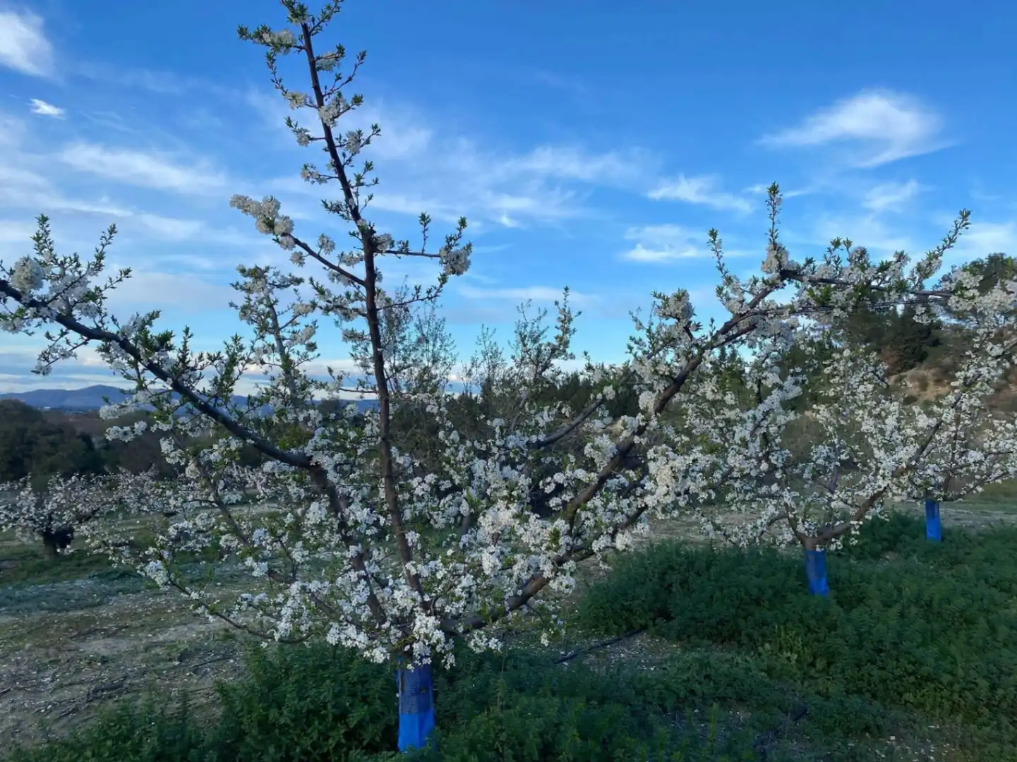 Jardí de Finca rústica en venda en El Palomar, Valencia