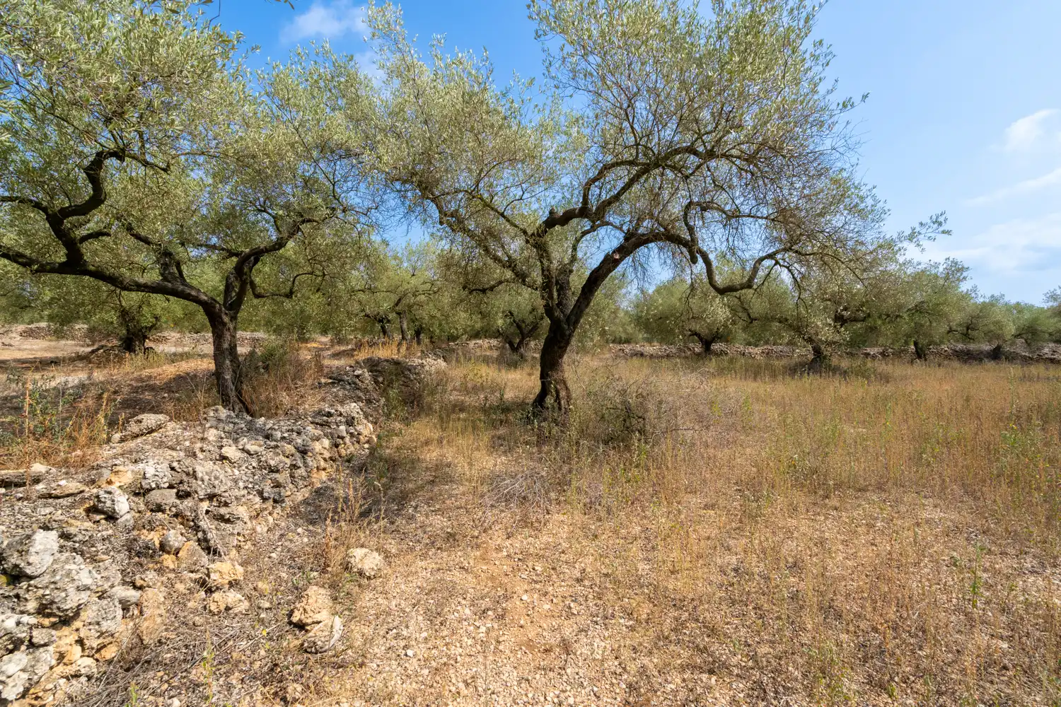 Rustikales Grundstück zum Verkauf in Ulldecona, imagen 6