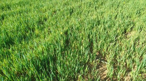 Foto 4 von Grundstücke zum Verkauf in Este, Mérida