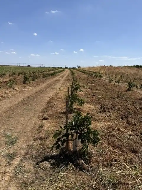 Terreny rústic en venda a Cantillana, imagen 13
