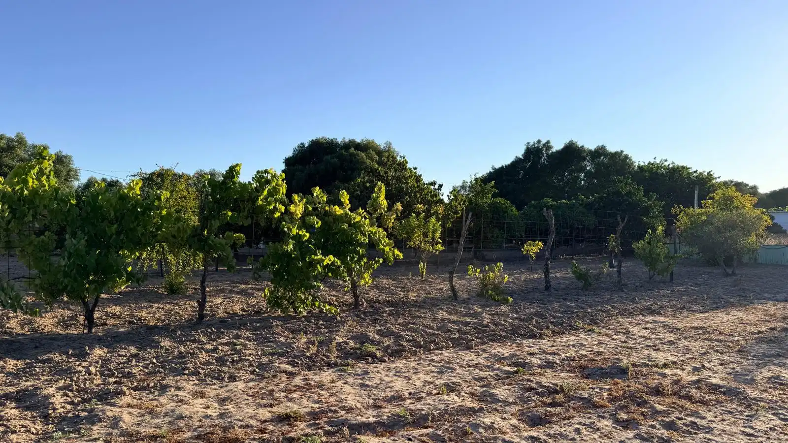 Country homes for sale in Vejer de la Frontera  with Air Conditioner, Heating and Private garden