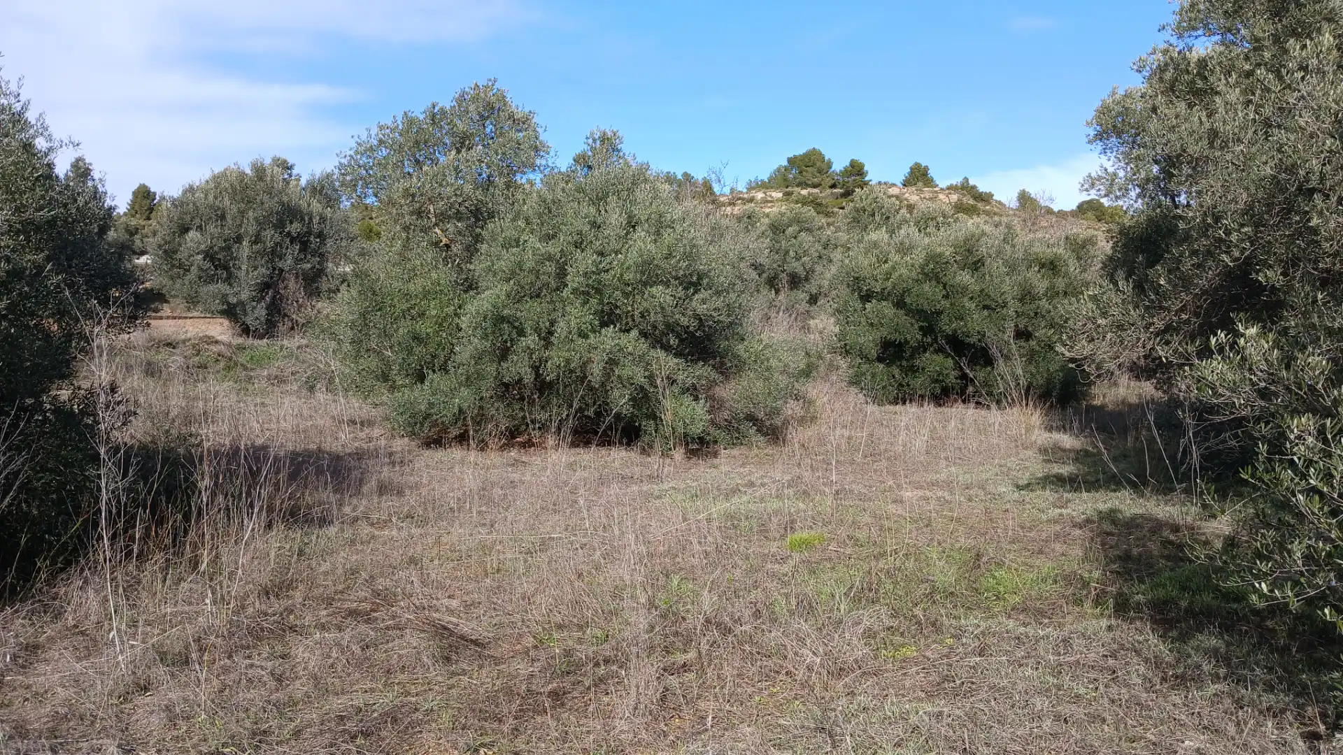 Terreni e lotti in vendita a Calaceite, imagen 10