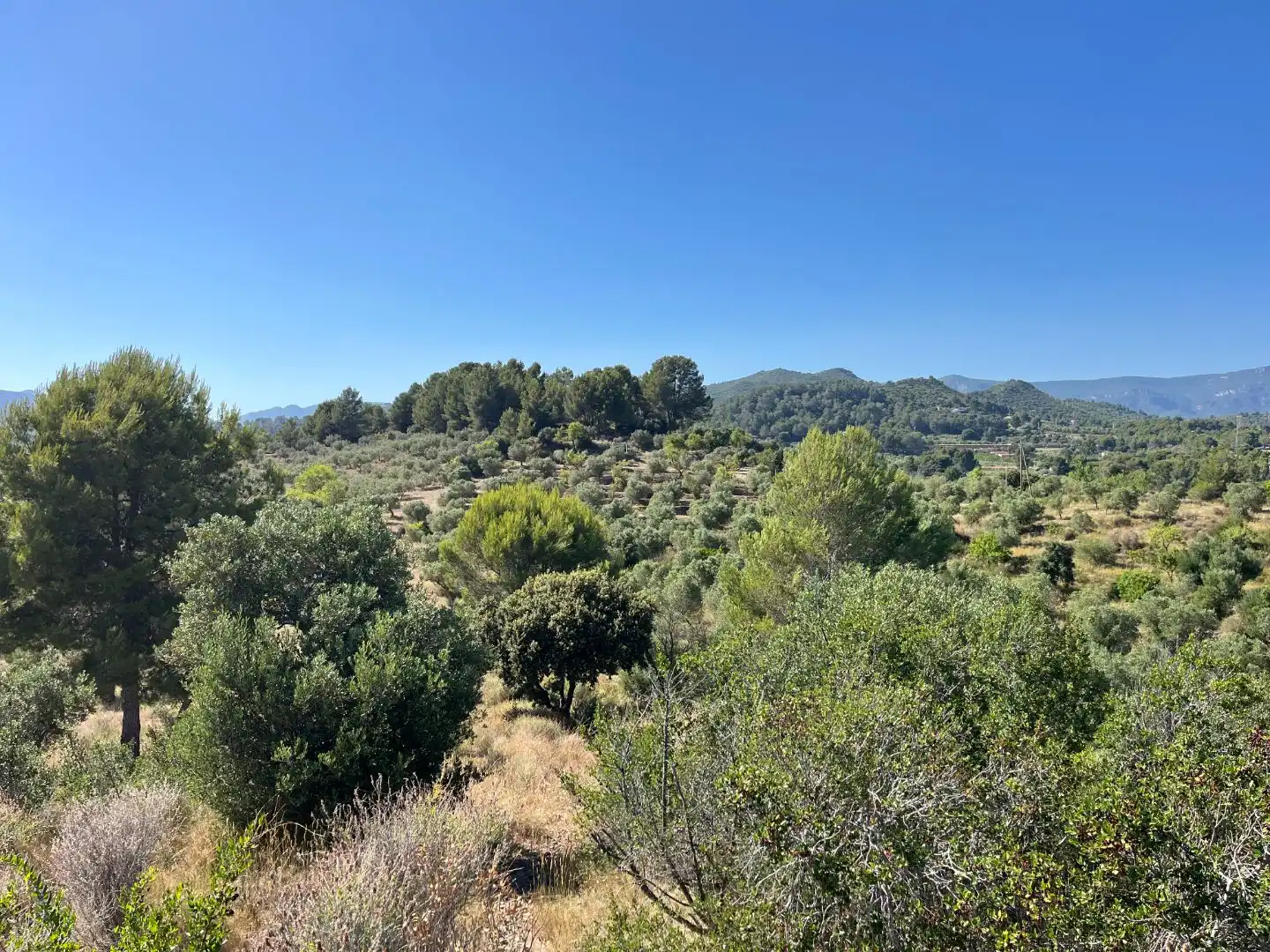 Rural land for sale in Carrer dels Jocs Olímpics 1, imagen 8