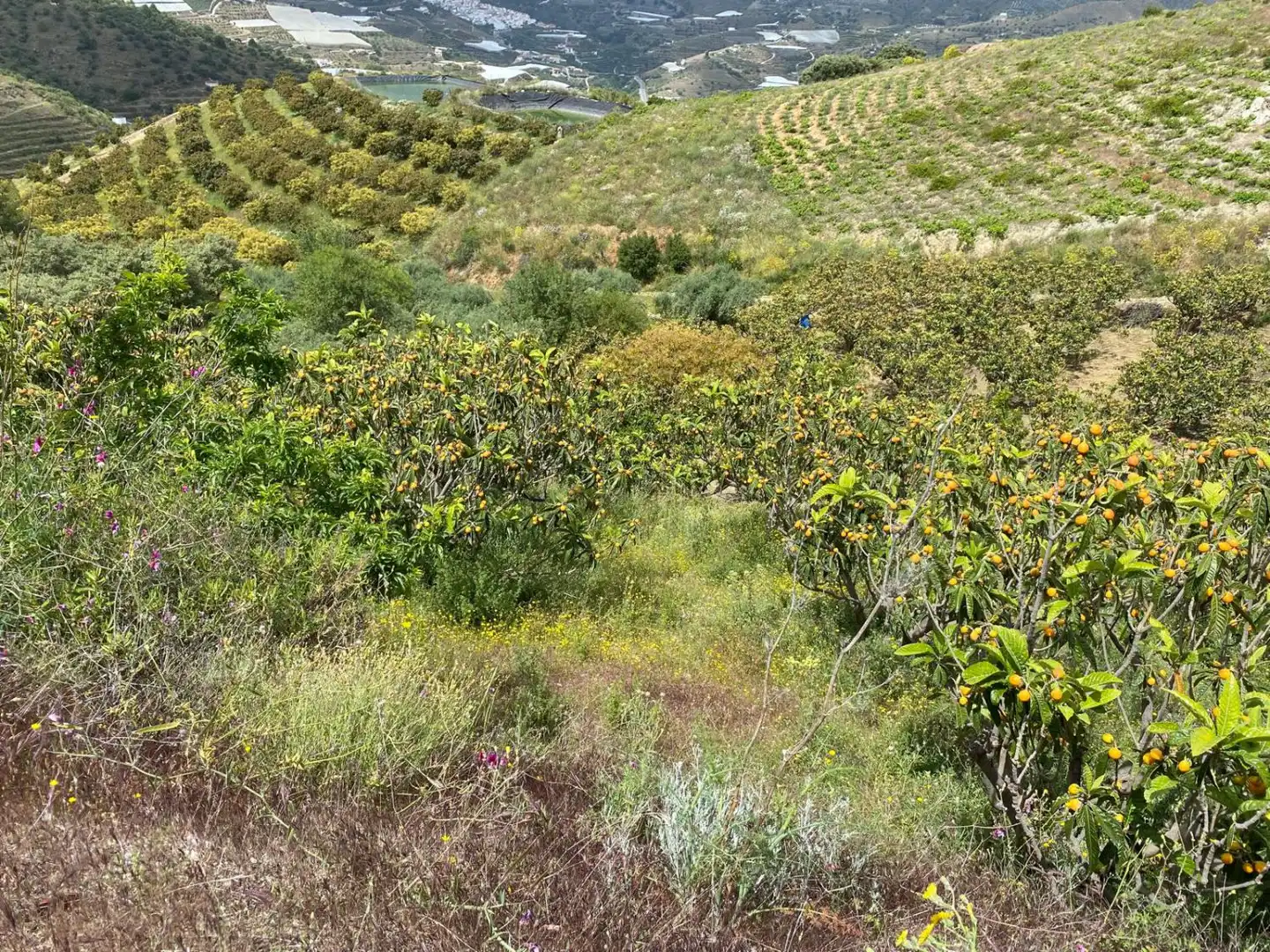 Casa rústica en venda a PARAJE CRUDO ITRABO, imagen 15