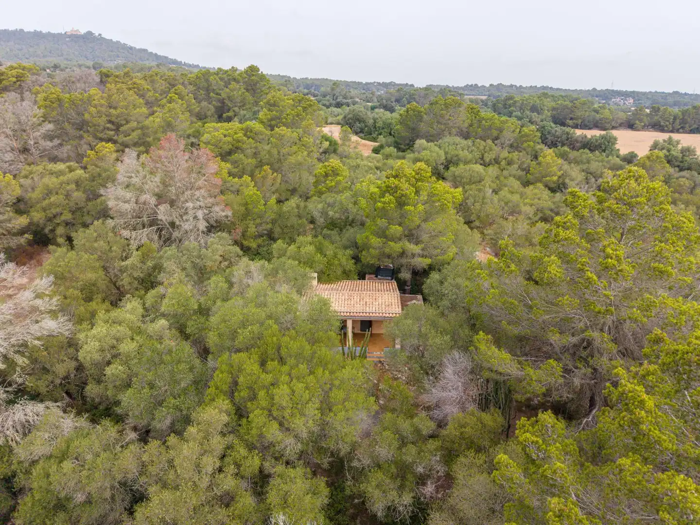 Vista exterior de Finca rústica en venda en Petra amb Jardí privat, Terrassa i Traster