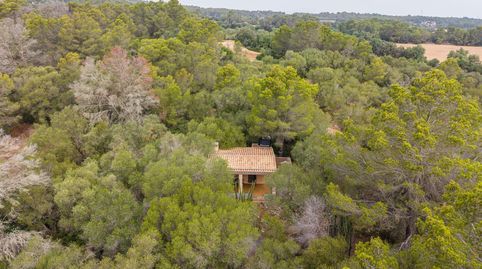 Foto 4 de Finca rústica en venda a Diseminado, 825, Petra, Illes Balears