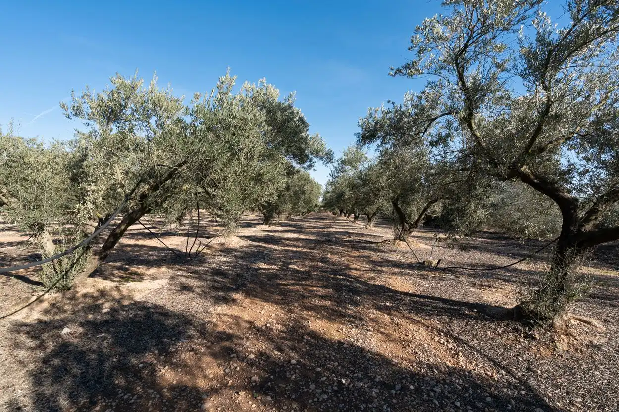 Rustikales Grundstück zum Verkauf in Santa Bàrbara, imagen 6