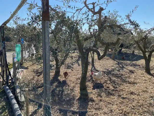Terreni e lotti in vendita a Calle la Cenia, imagen 6