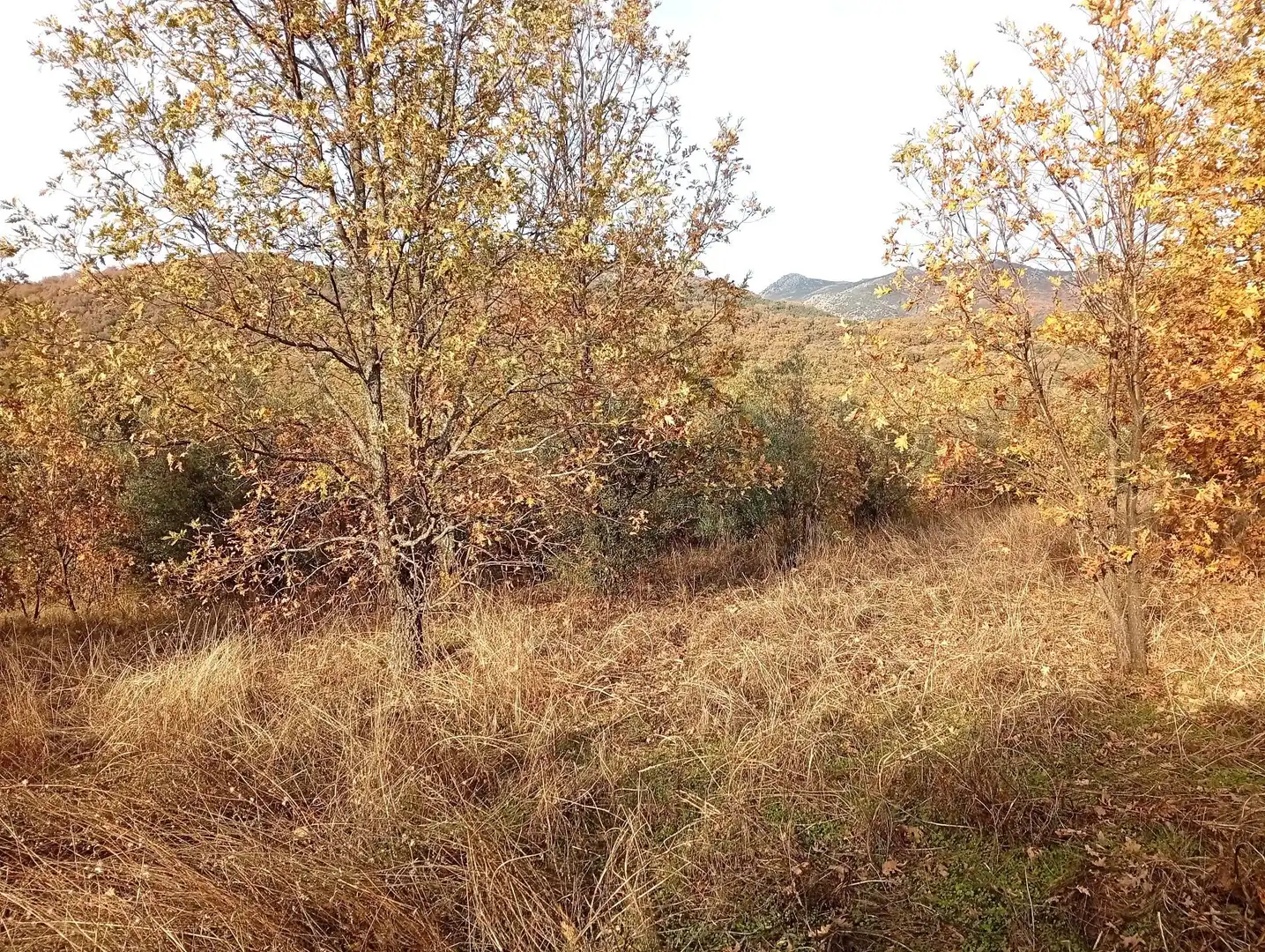 Terreni e lotti in vendita a Viandar de la Vera