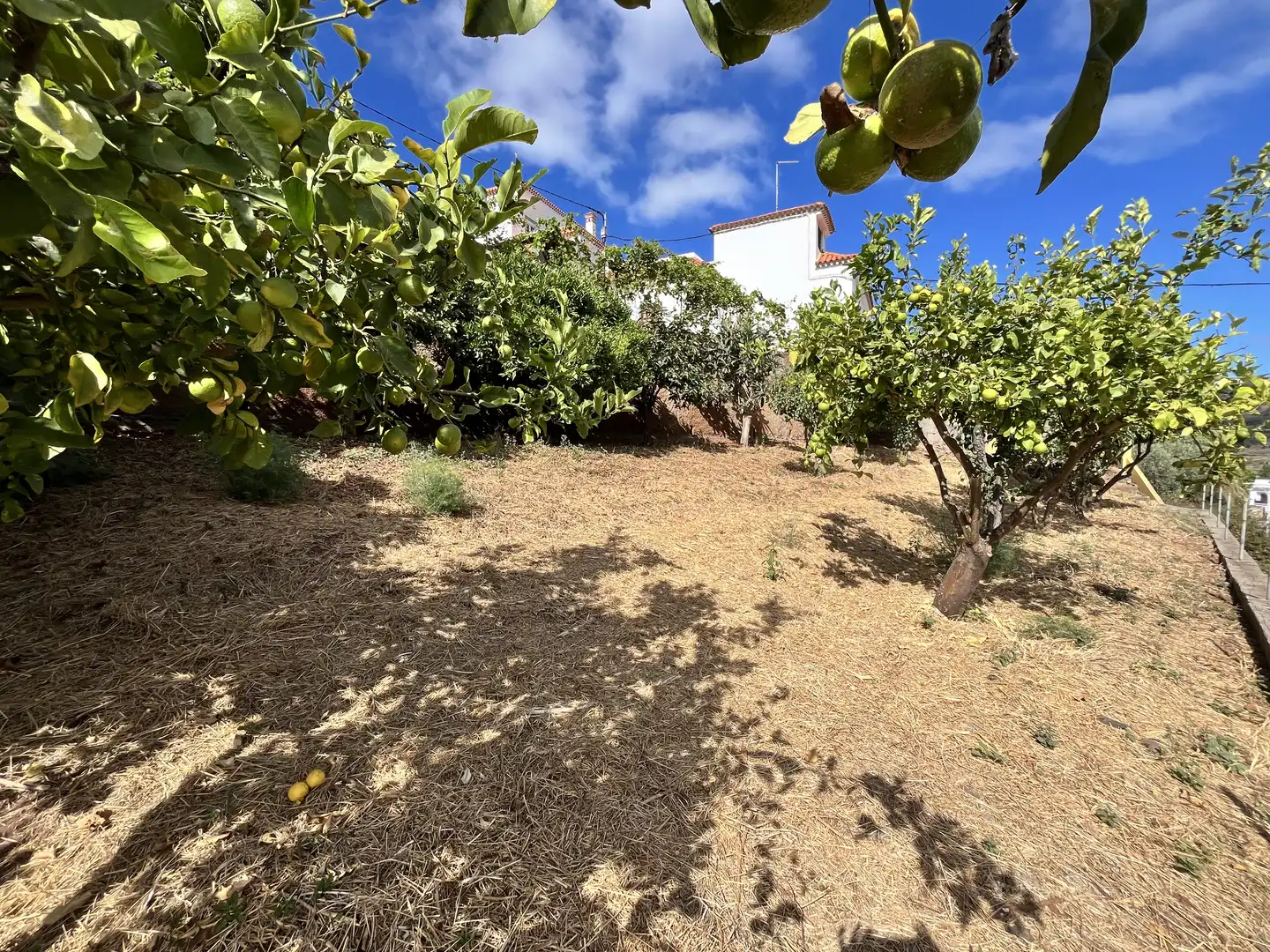 Jardín de Casa o chalet en venta en Teror con Jardín privado, Terraza y Trastero