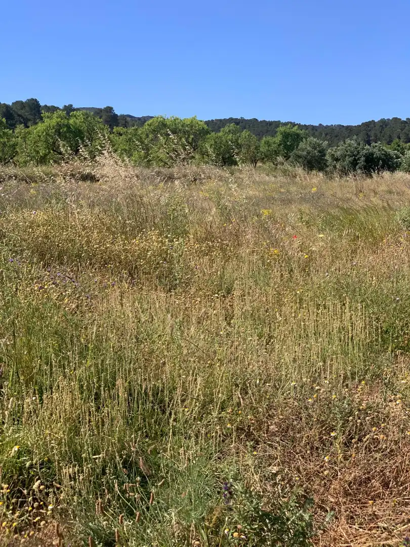 Terreno rustico in vendita a Corbera d'Ebre, imagen 7
