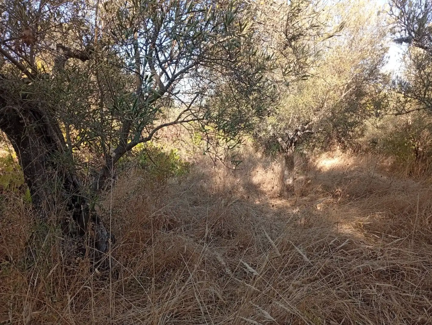 Terreni e lotti in vendita a Villanueva de la Vera, imagen 34