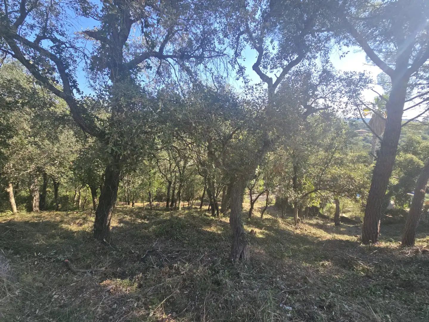 Lands and plots for sale in Olivera, imagen 7