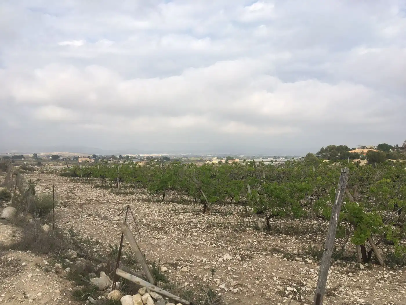 Residential land for sale in Novelda, imagen 4