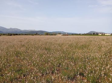 Terreny residencial en venda a Sa Pobla
