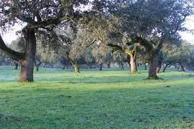 Terreno en Venta en Campus Universitario