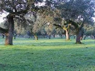 Terreno rustico in vendita a Campus Universitario