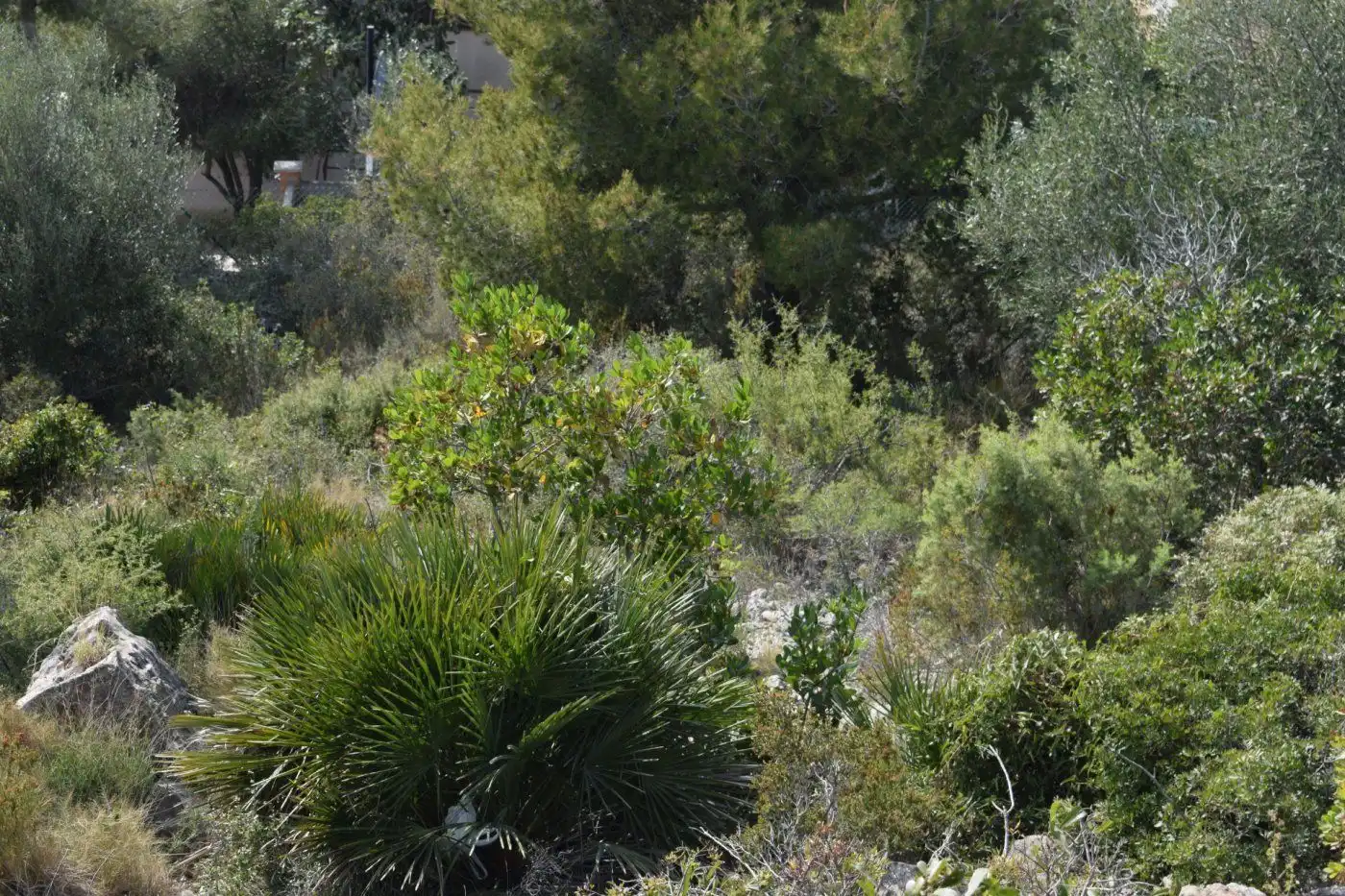 Terreny rústic en venda a SANTA MARIA DE MONTSERRAT, imagen 9