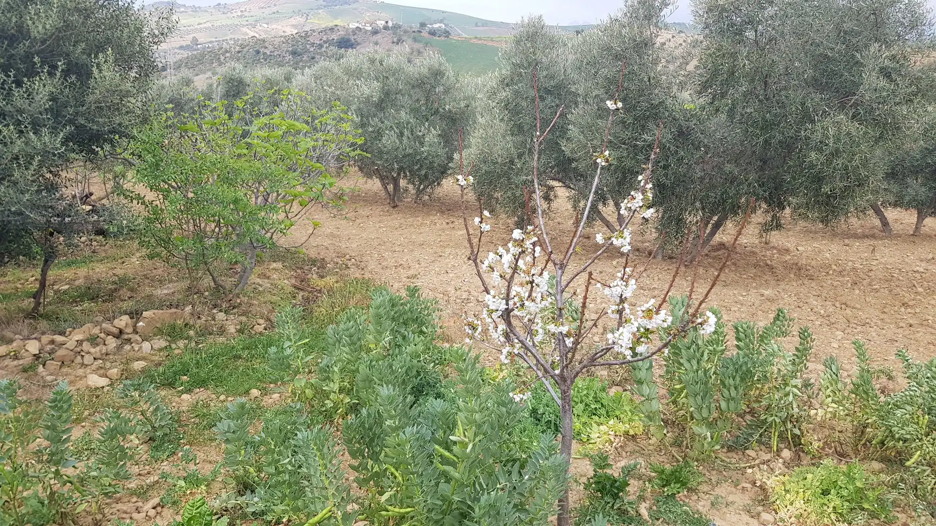 Jardí de Finca rústica en venda en Almogía amb Terrassa