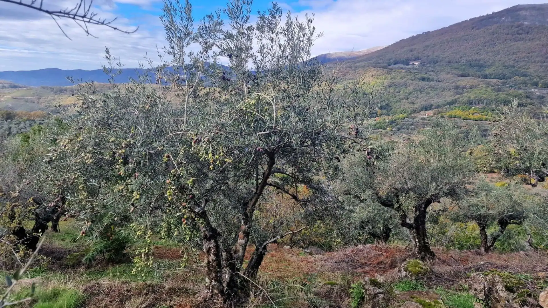 Terreno en venta en Guijo de Santa Bárbara