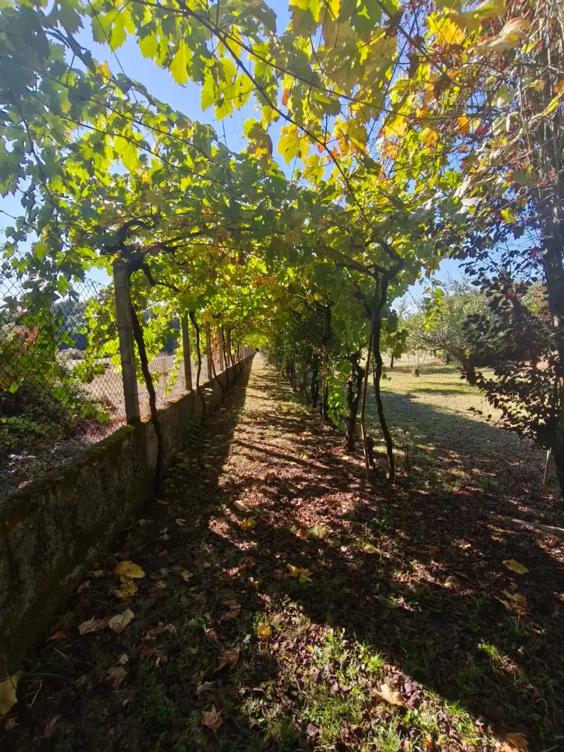 Chalet con terraza en venta en Coles, imagen 46