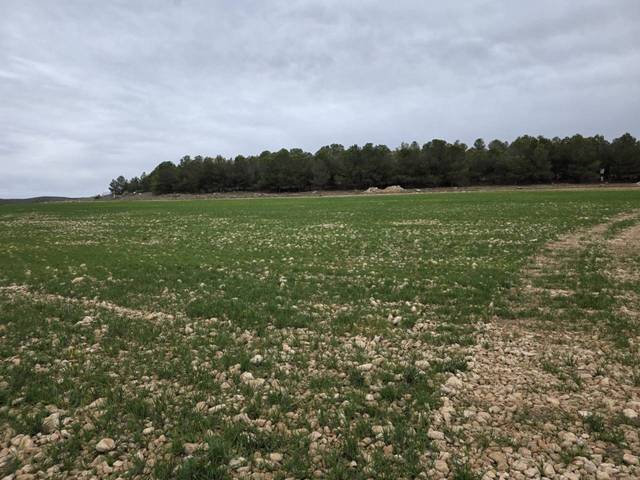 Terreno en Venta en Chinchilla de Monte-Aragón