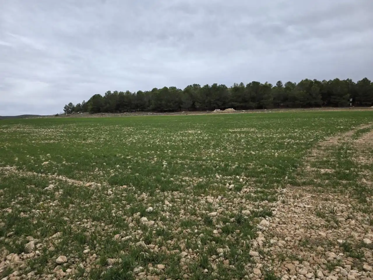 Rural land for sale in Chinchilla de Monte-Aragón