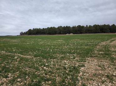 Terreno rústico en venta en Chinchilla de Monte-Aragón