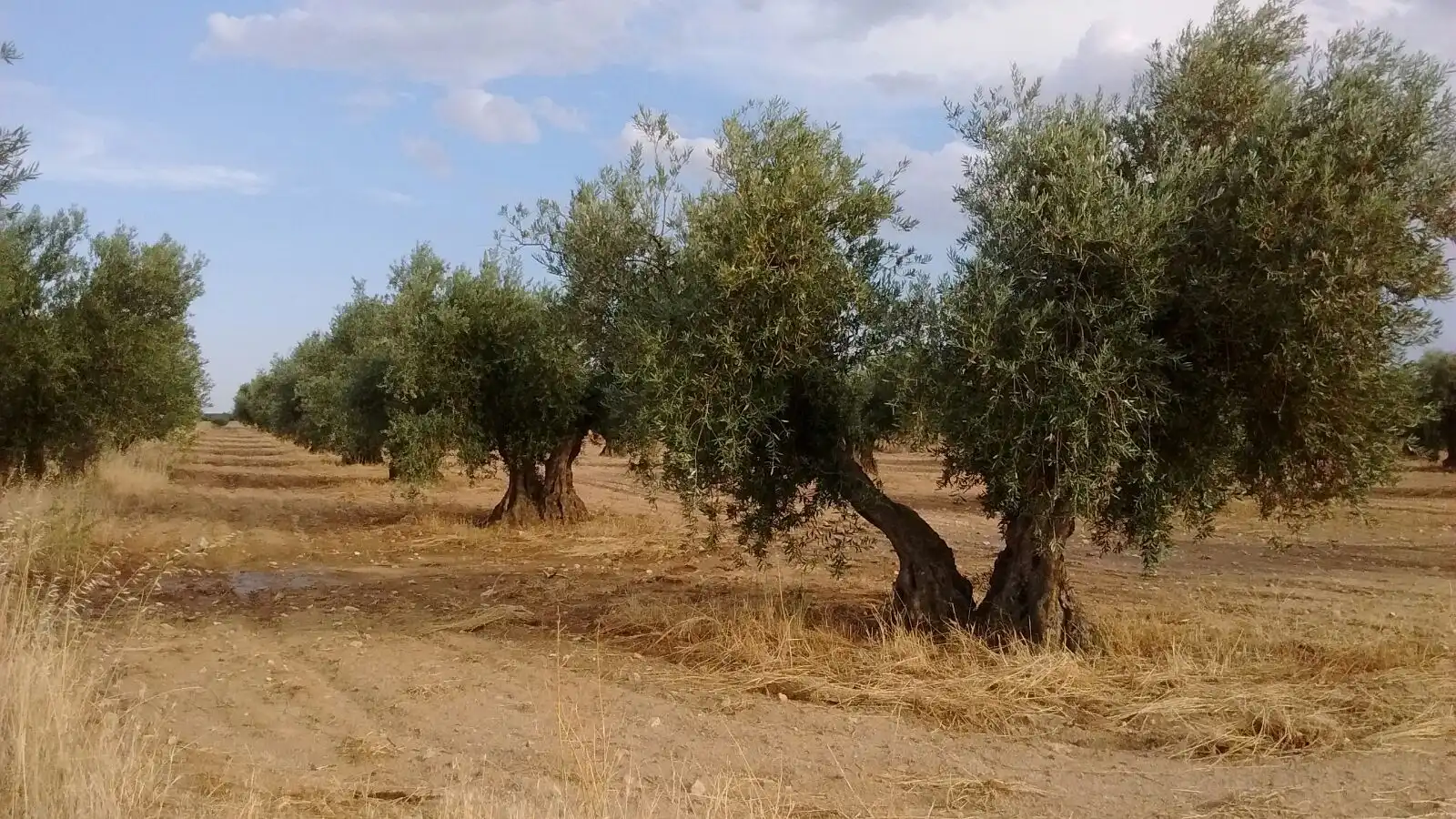 Terreni e lotti in vendita a Villaminaya, imagen 2