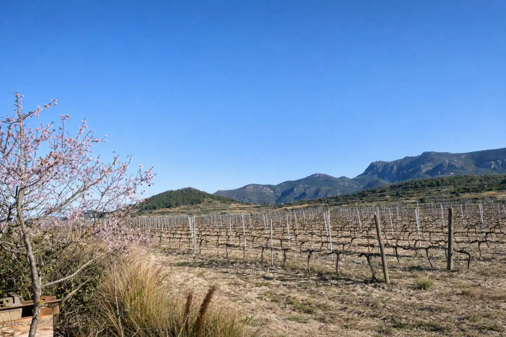 Terreno rústico en venta en Castelló de Rugat, imagen 5
