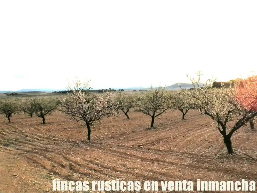 Terreni e lotti in vendita a Tobarra, imagen 2