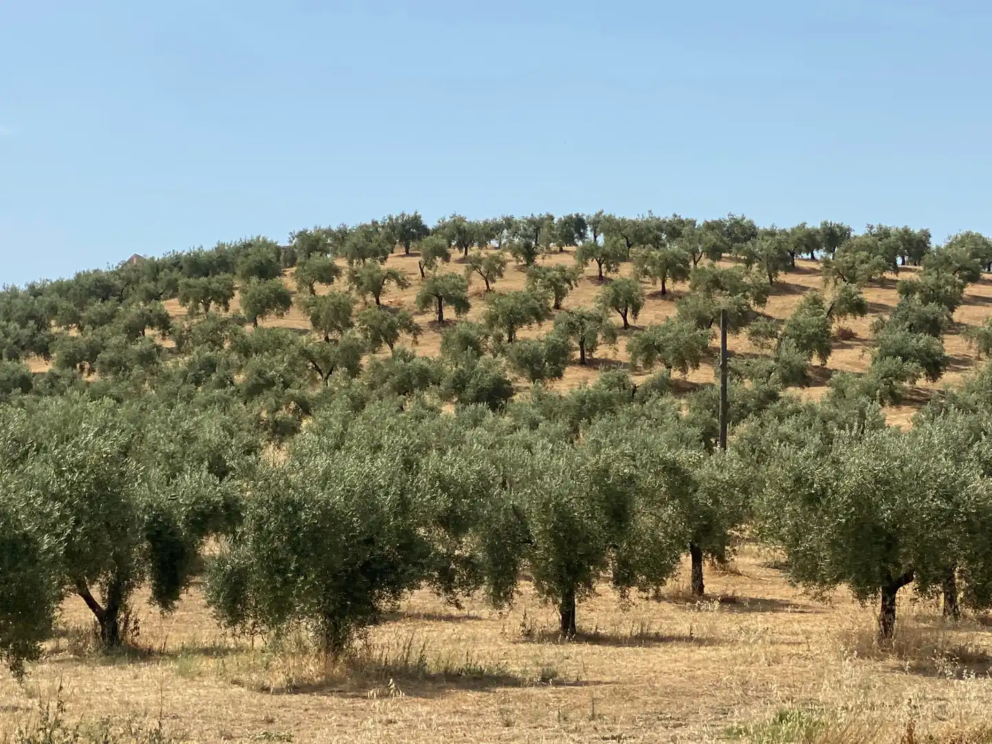 Rural land for sale in Calle Corredera 32A, imagen 2