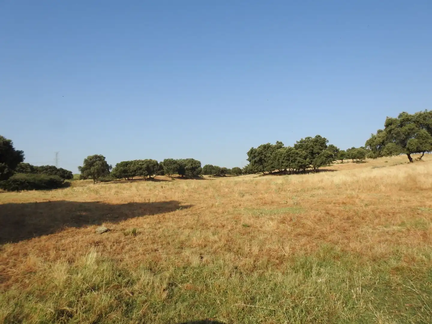 Land for sale in Villar del Pedroso