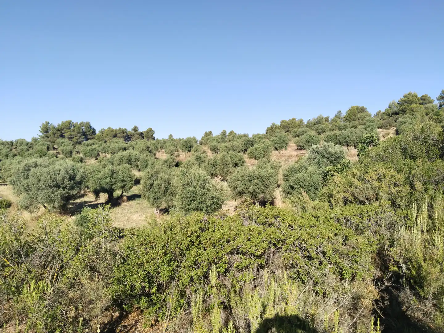 Terreno rustico in vendita a La Pobla de Cérvoles, imagen 9